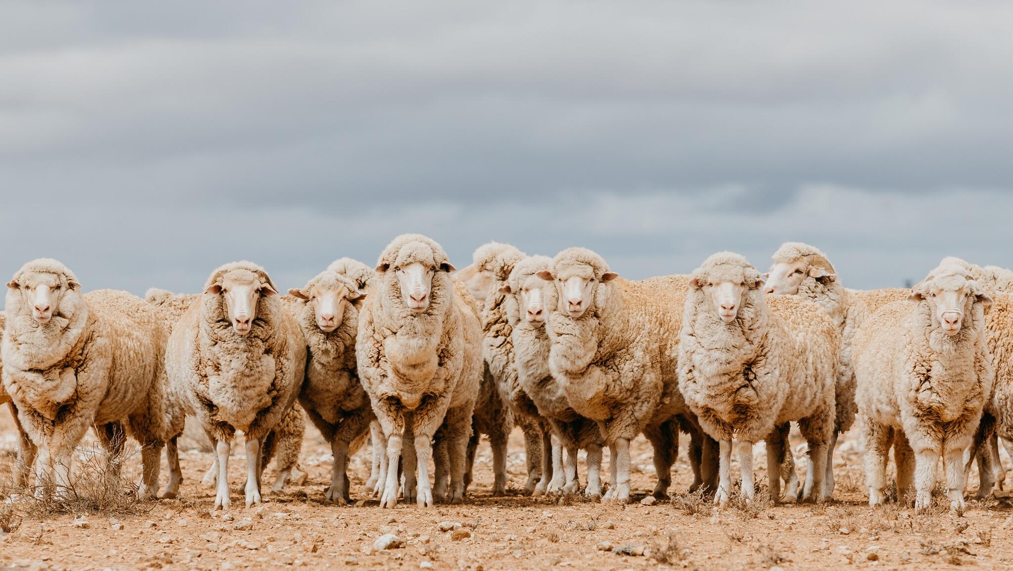 Australia's largest sheep station sold to UK investor