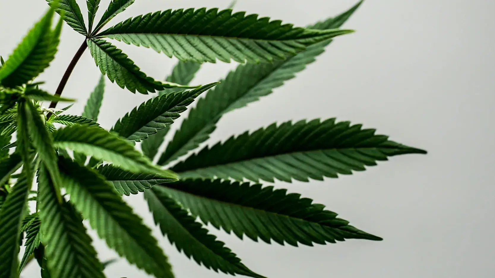 Medigrowth: Medicine re-imagined with medicinal cannabis