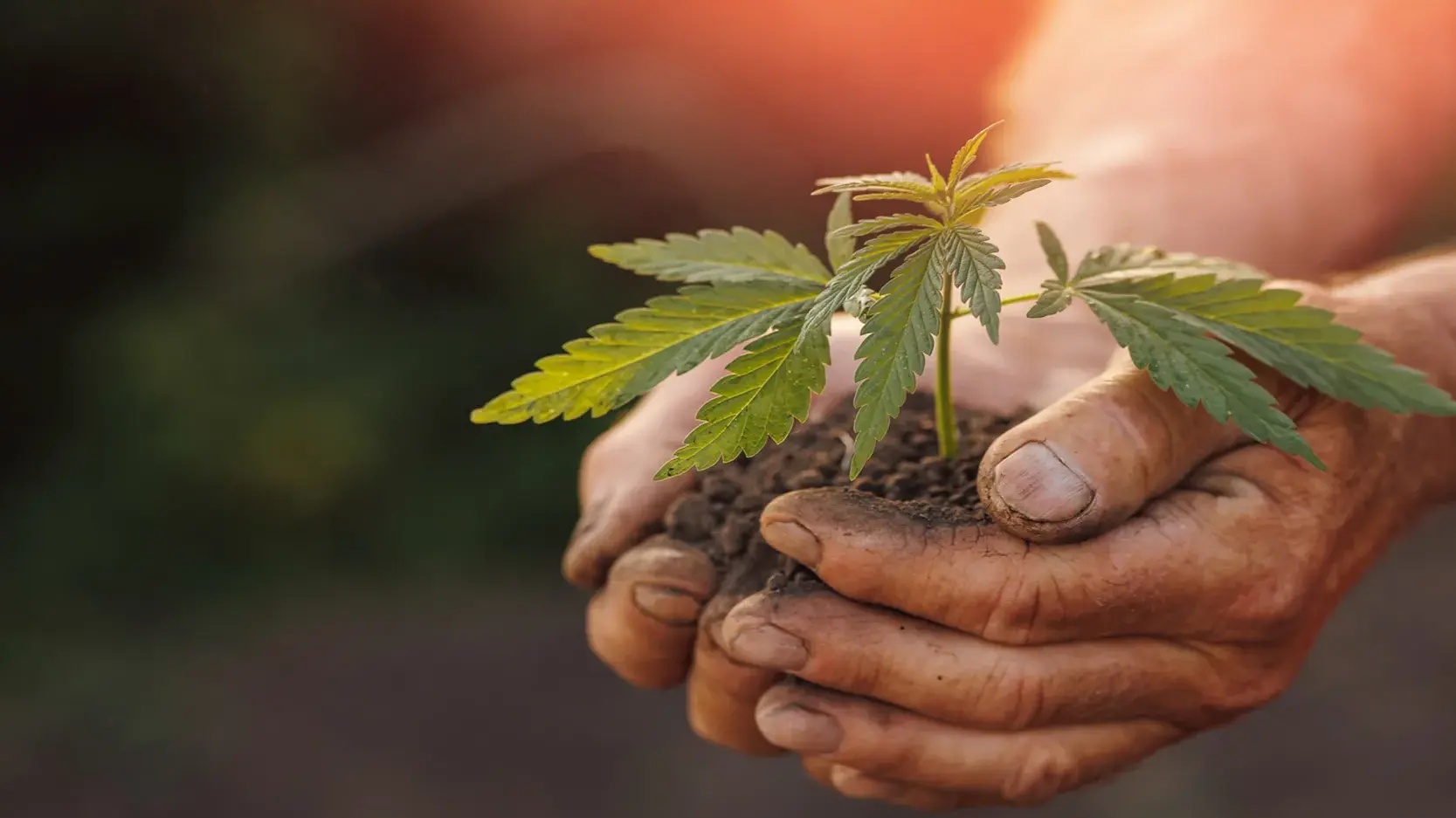 Cannabis by the People, for the People.