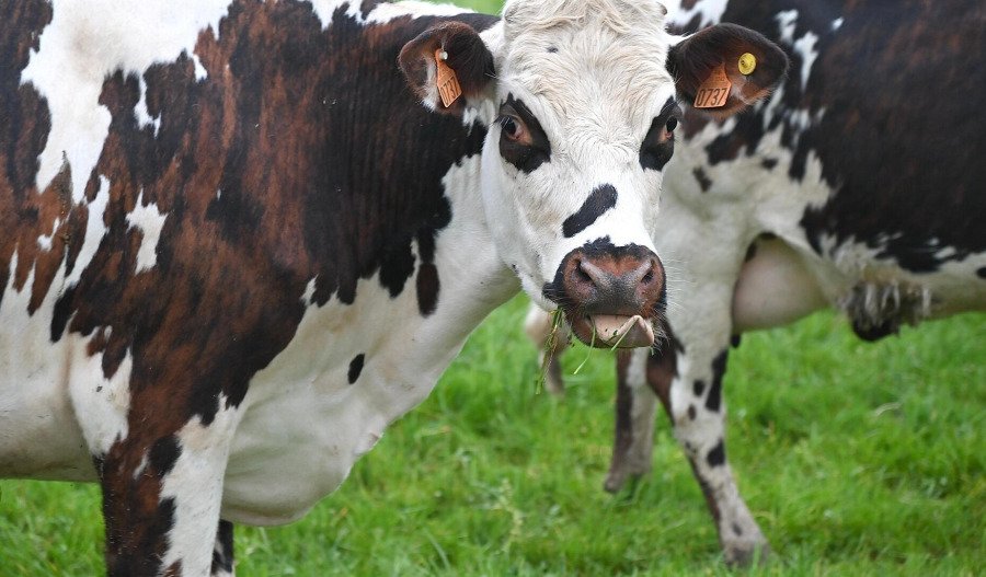 Milking it: Fonterra spinoff tipped as next big ASX float