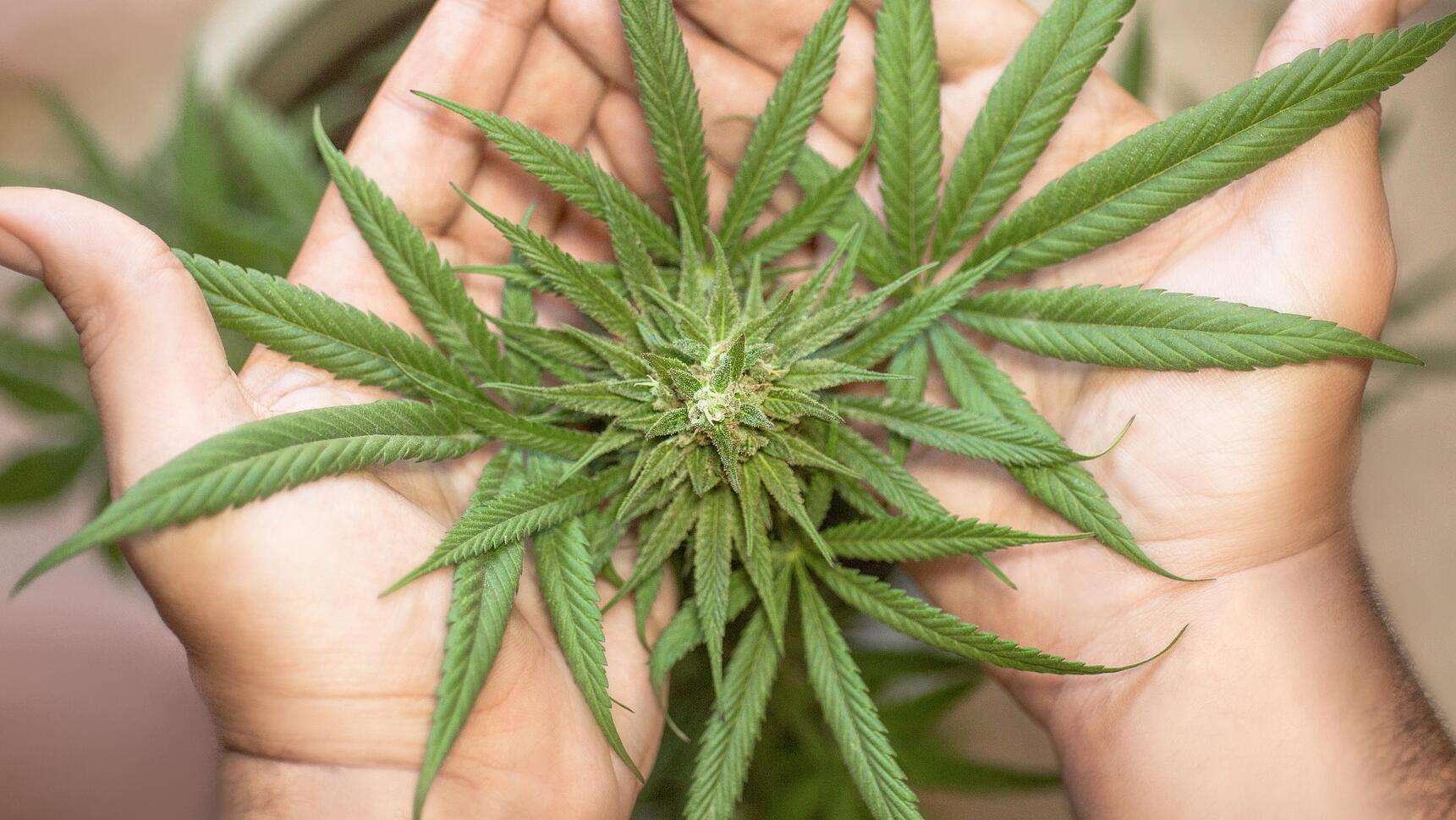 No more dodgy deals with legalising cannabis: Greens