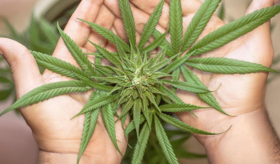 No more dodgy deals with legalising cannabis: Greens