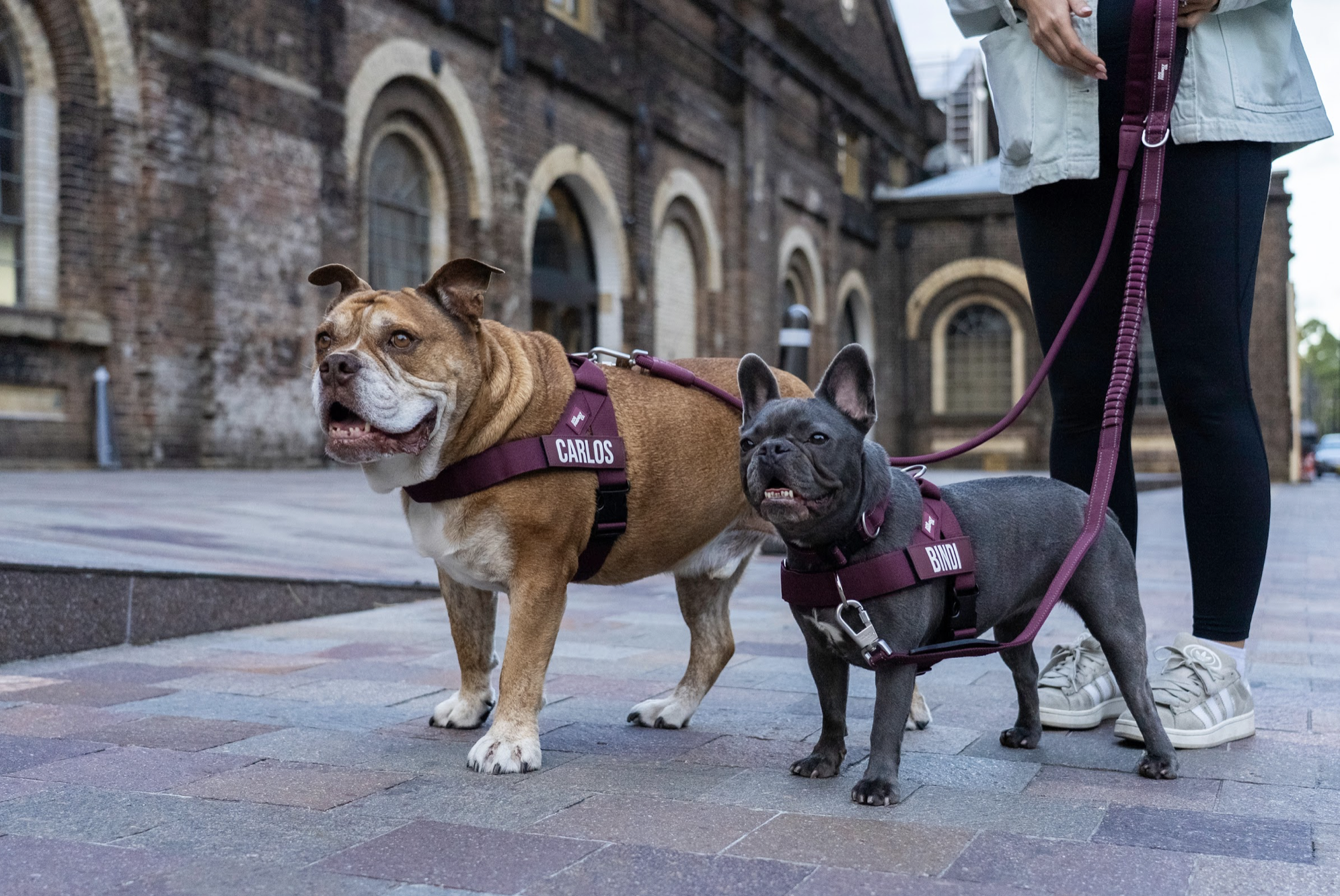 Two dogs in maroon harnesses that read "CARLOS" and "BINDI"