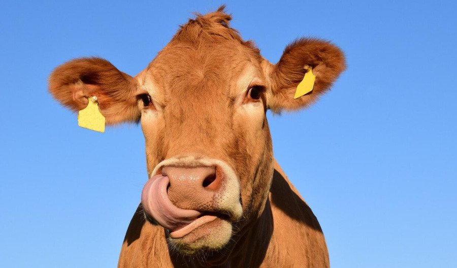 Trade talks: Butler confirms review on US beef exports