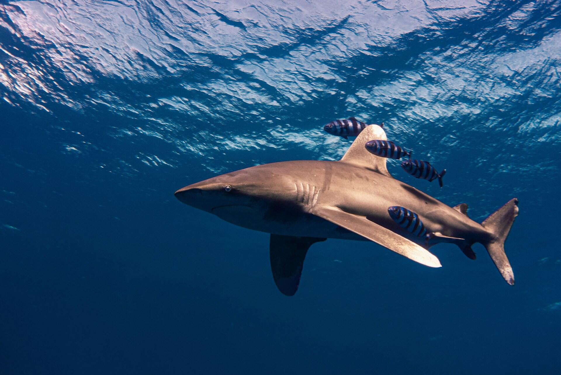 Shark underwater