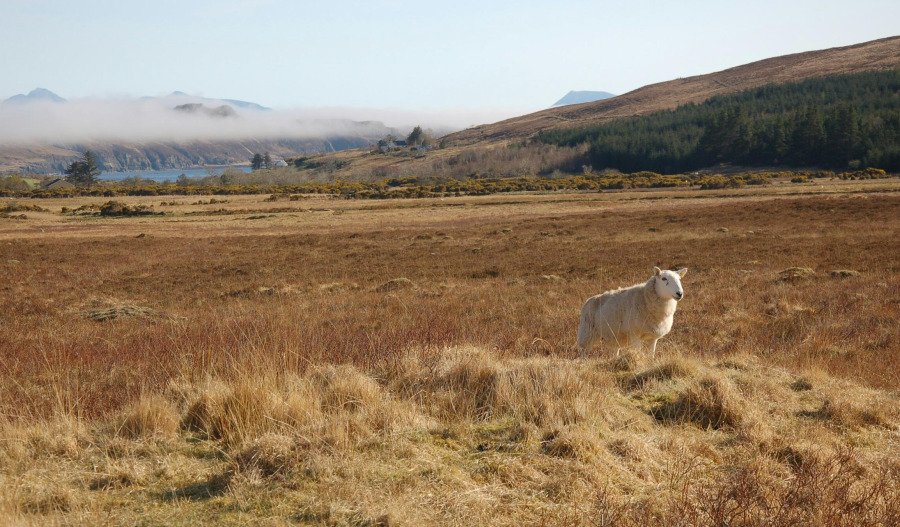 Carbon push drives out sheep from the Scottish hills