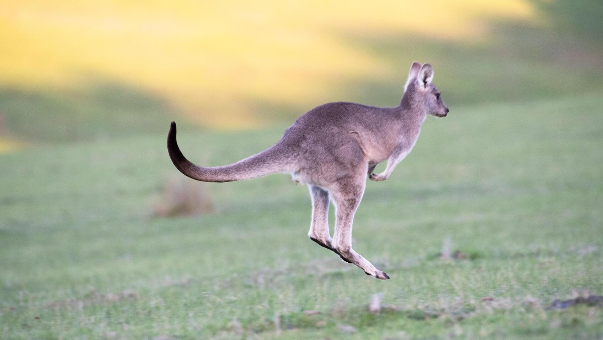 Shares to bounce back in Australia on Wall Street lift