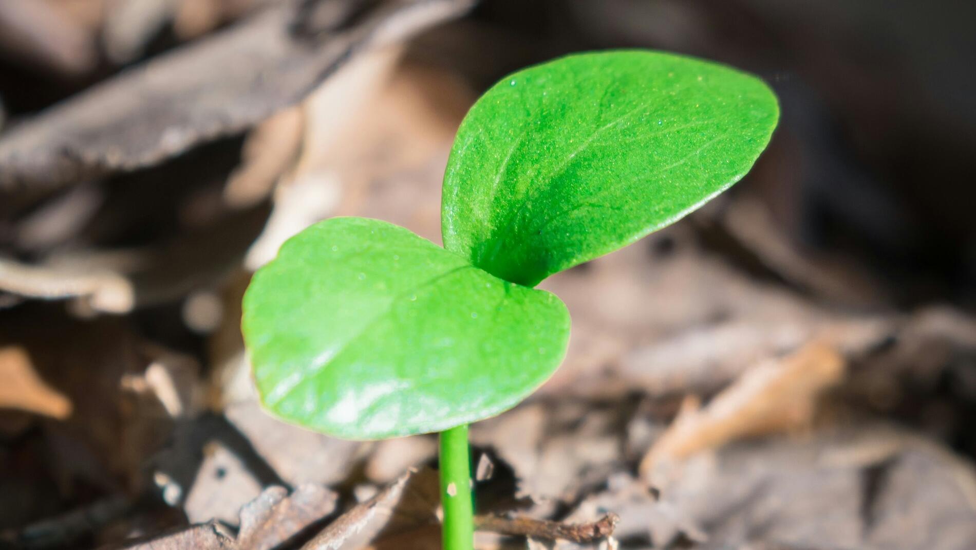 Questions raised about small cap green shoots