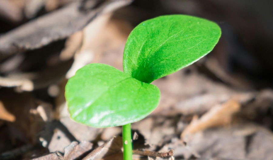 Questions raised about small cap green shoots