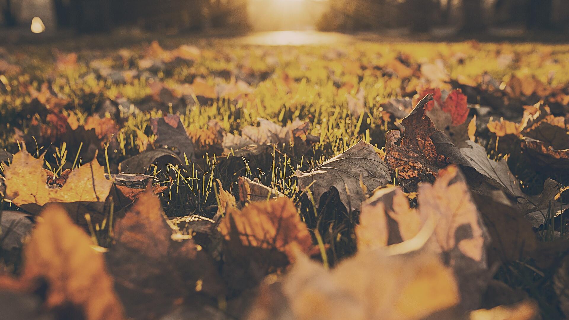 Credit: StockSnap / Pixabay
