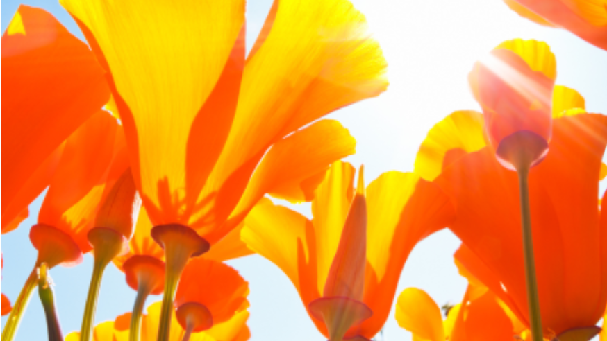 Spring Selling Season: Low Stock, High Demand