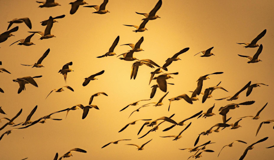 Gold hovers at record highs; up 8.7% on week