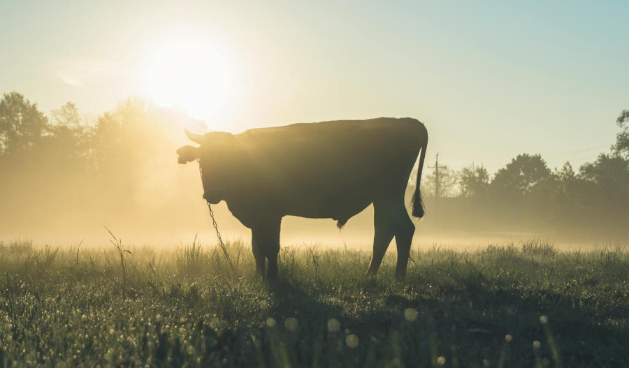 Insights: Has the small-caps bull case run its course?