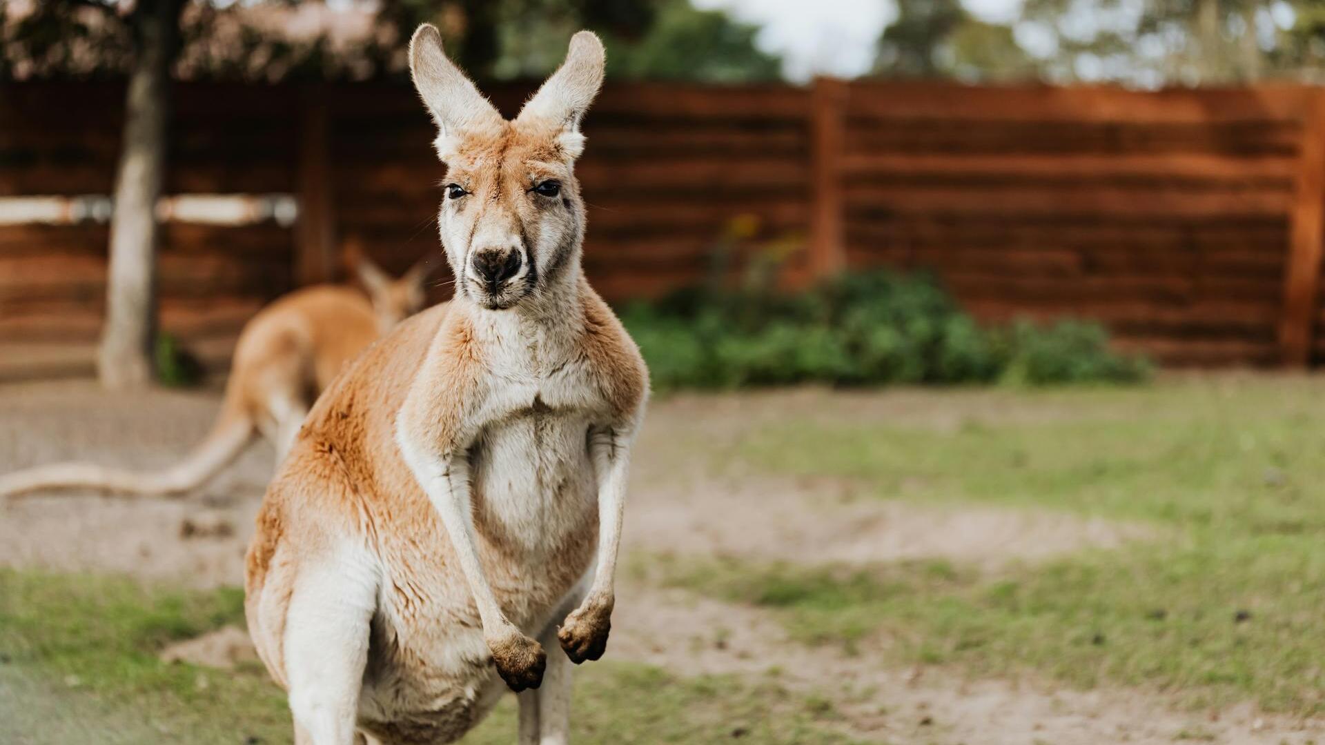 Kangaroo Bonds attract diversifying investors