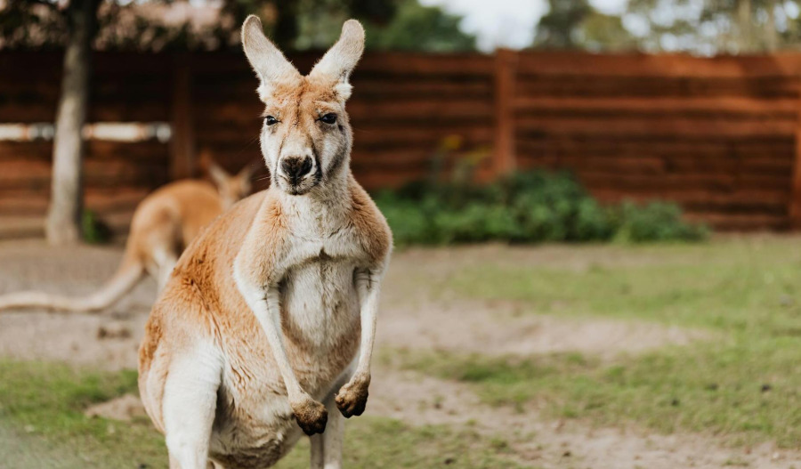 Kangaroo Bonds attract diversifying investors