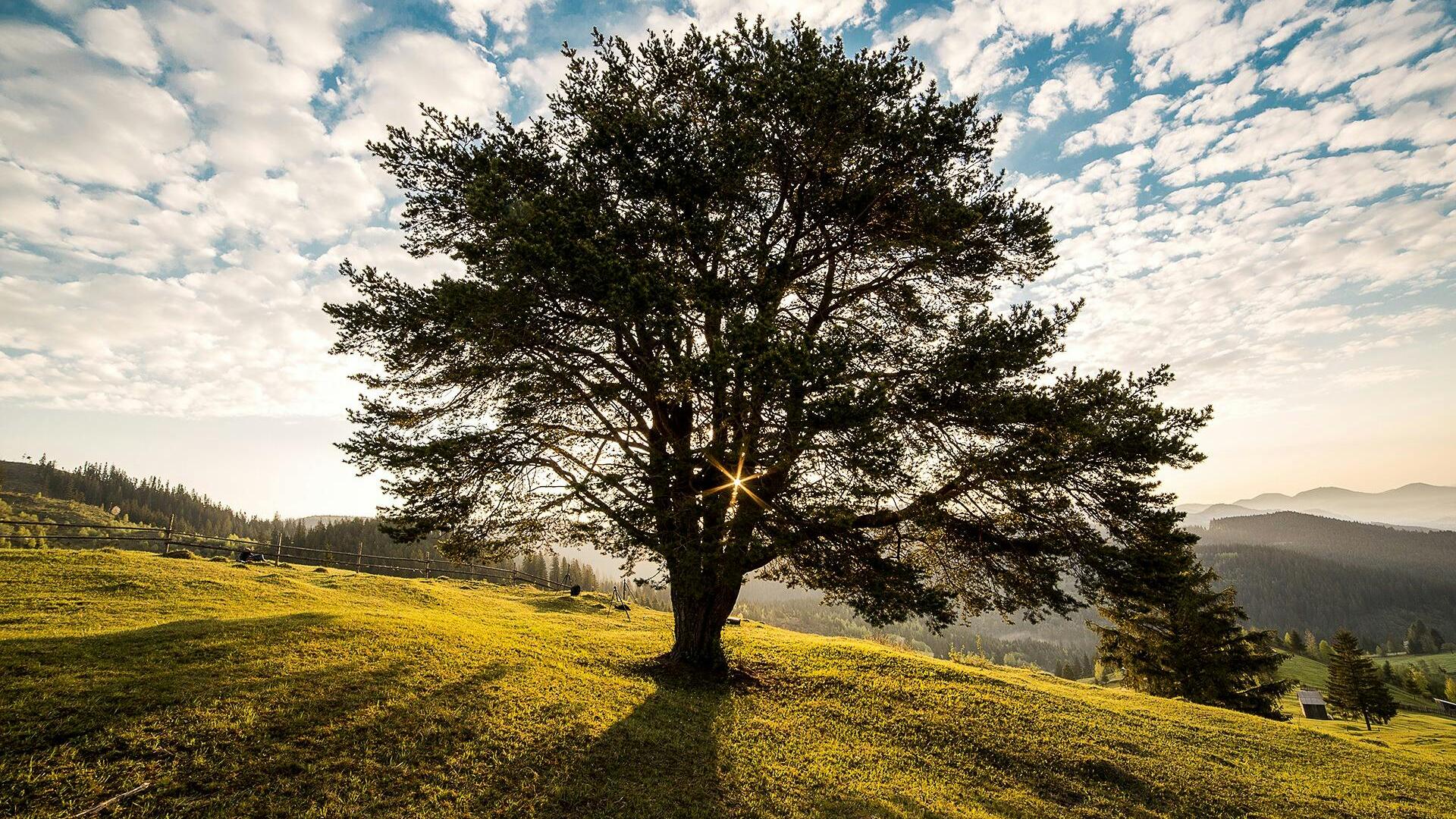Oaktree still standing as a bidder, Perpetual says