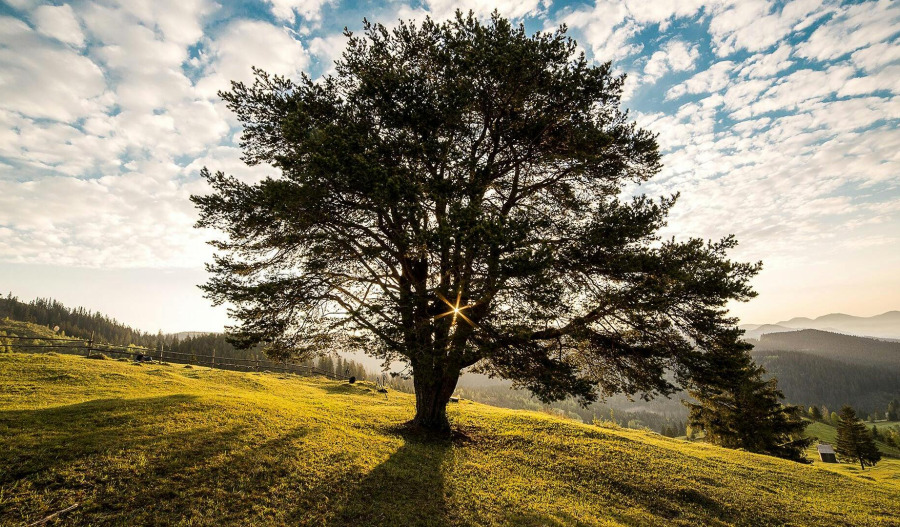Oaktree still standing as a bidder, Perpetual says