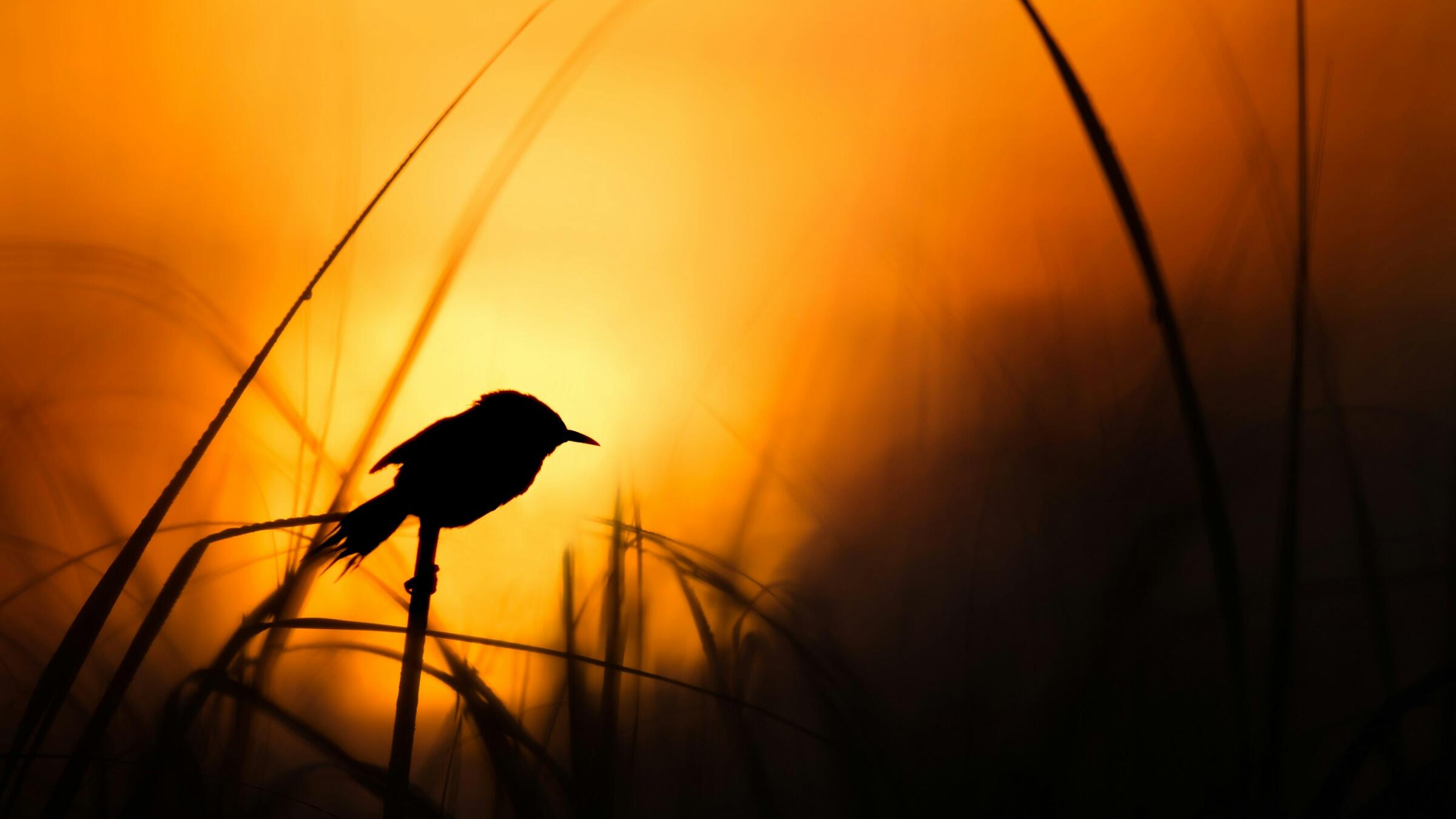 Gold steadies at US$4,000; down 2.7% on-week