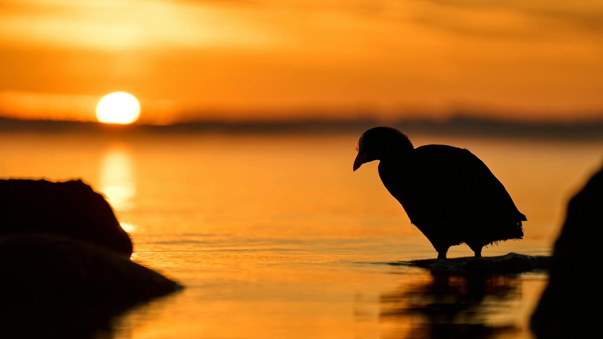 Gold slips as stronger USD curbs safe-haven appeal