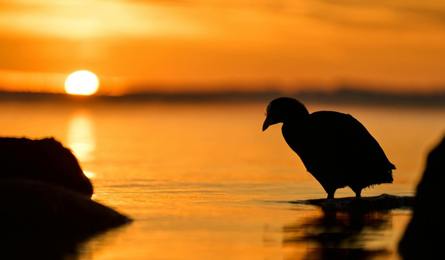 Gold slips as stronger USD curbs safe-haven appeal