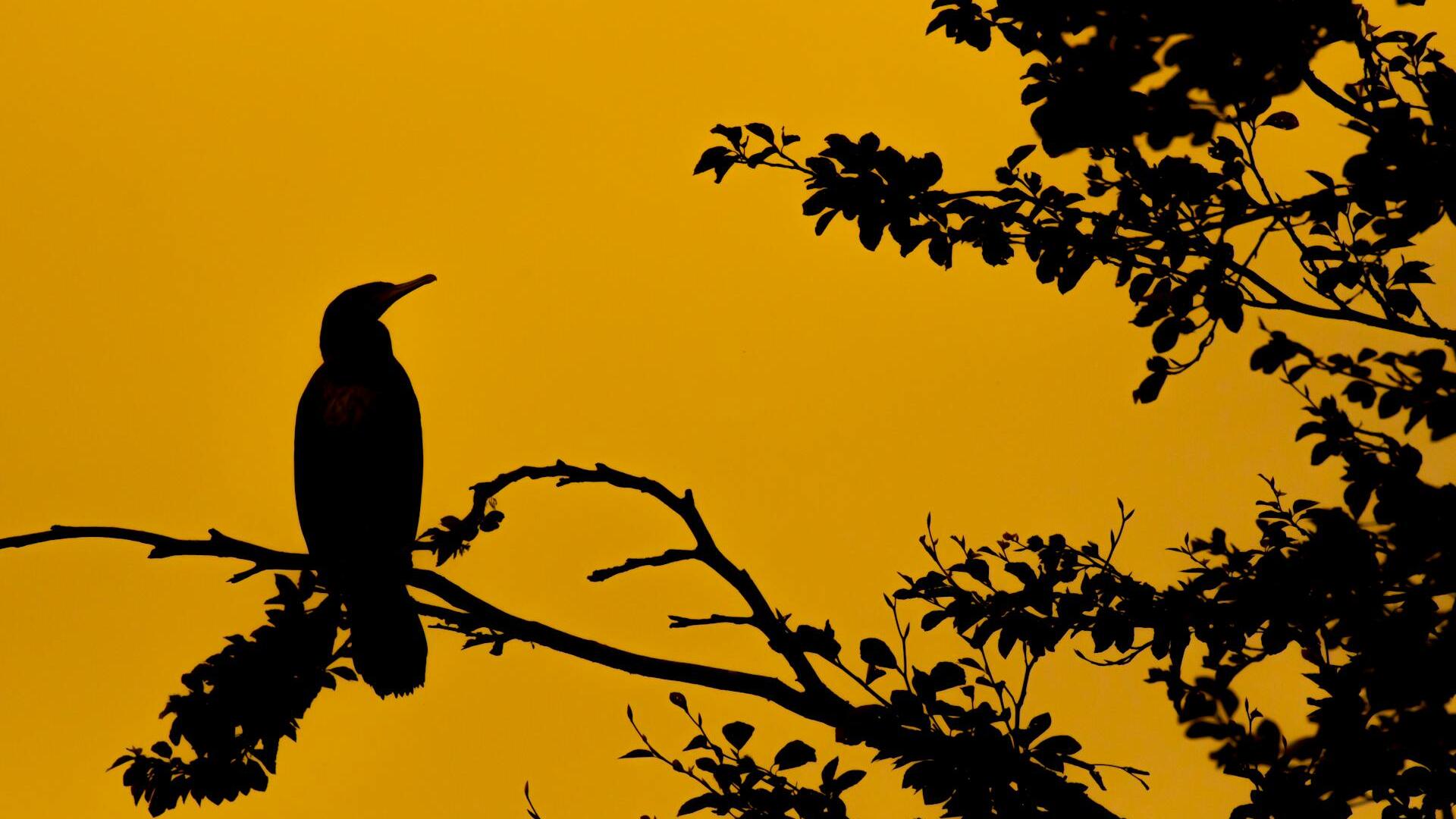 Gold languishes below US$4,000 as risk appetite returns