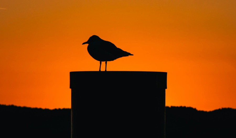 Gold eases below 2wk high; Fed rate cut odds rise