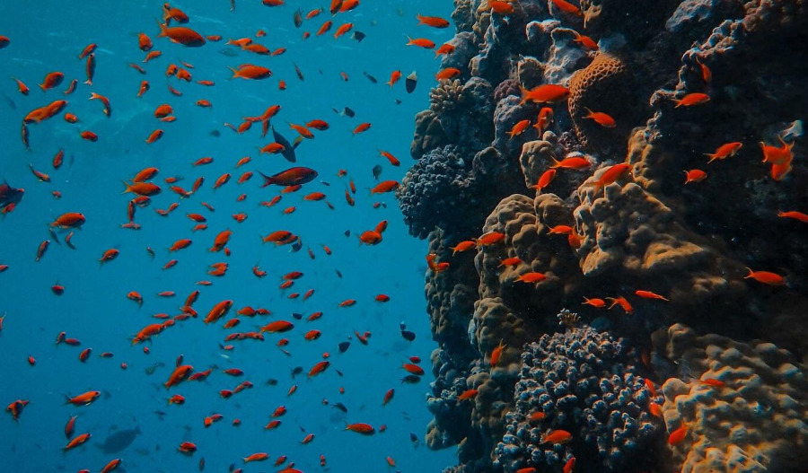 Trading floor: WGN, OLI, BGT, and TBN defy sea of red