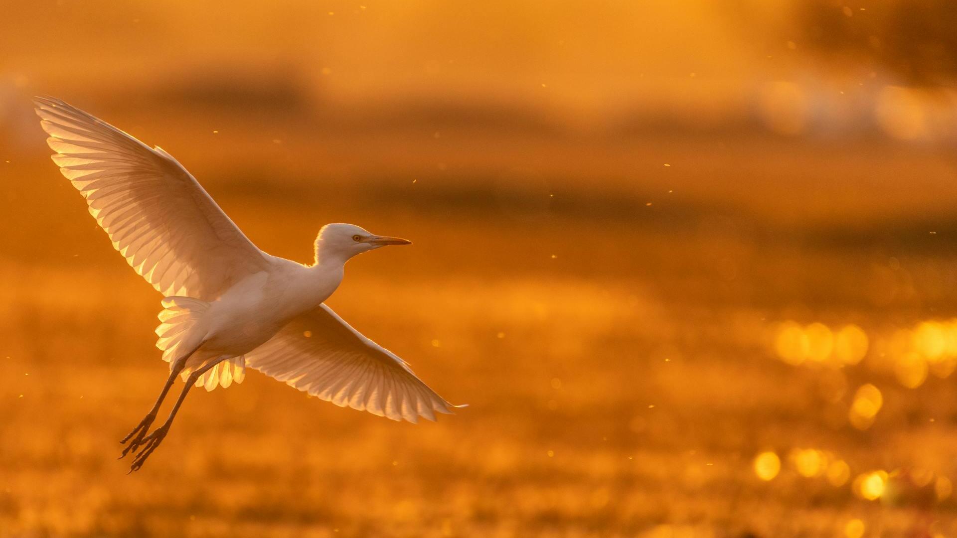 Gold rebounds towards US$4,200; safe-haven flows return