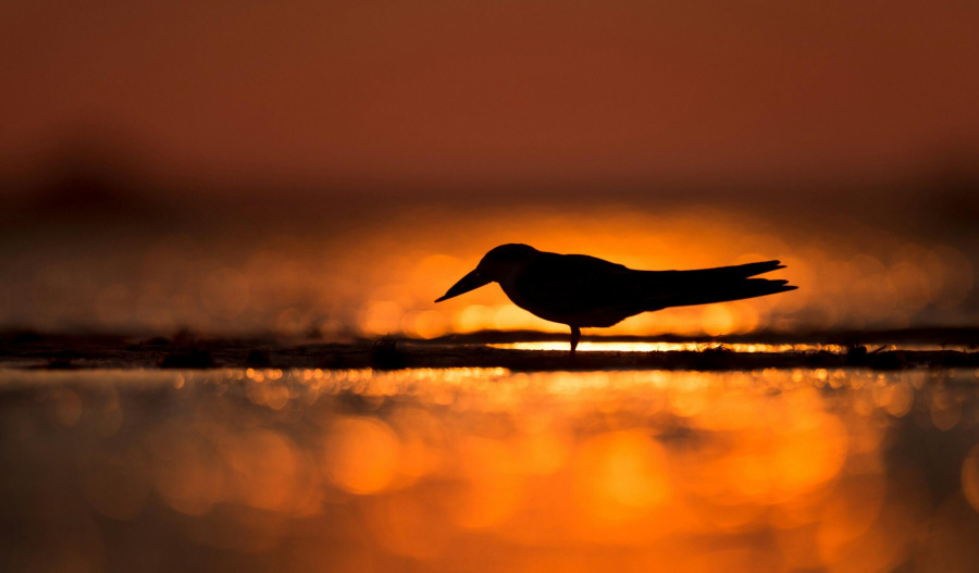 Gold stalls below US$4,100; markets turn to US PMI data