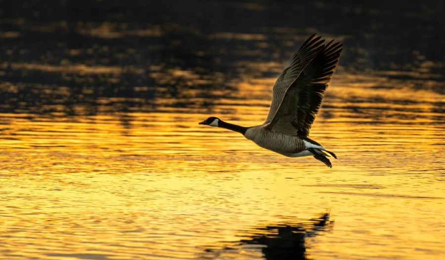 Gold prices tick up; traders await delayed US data