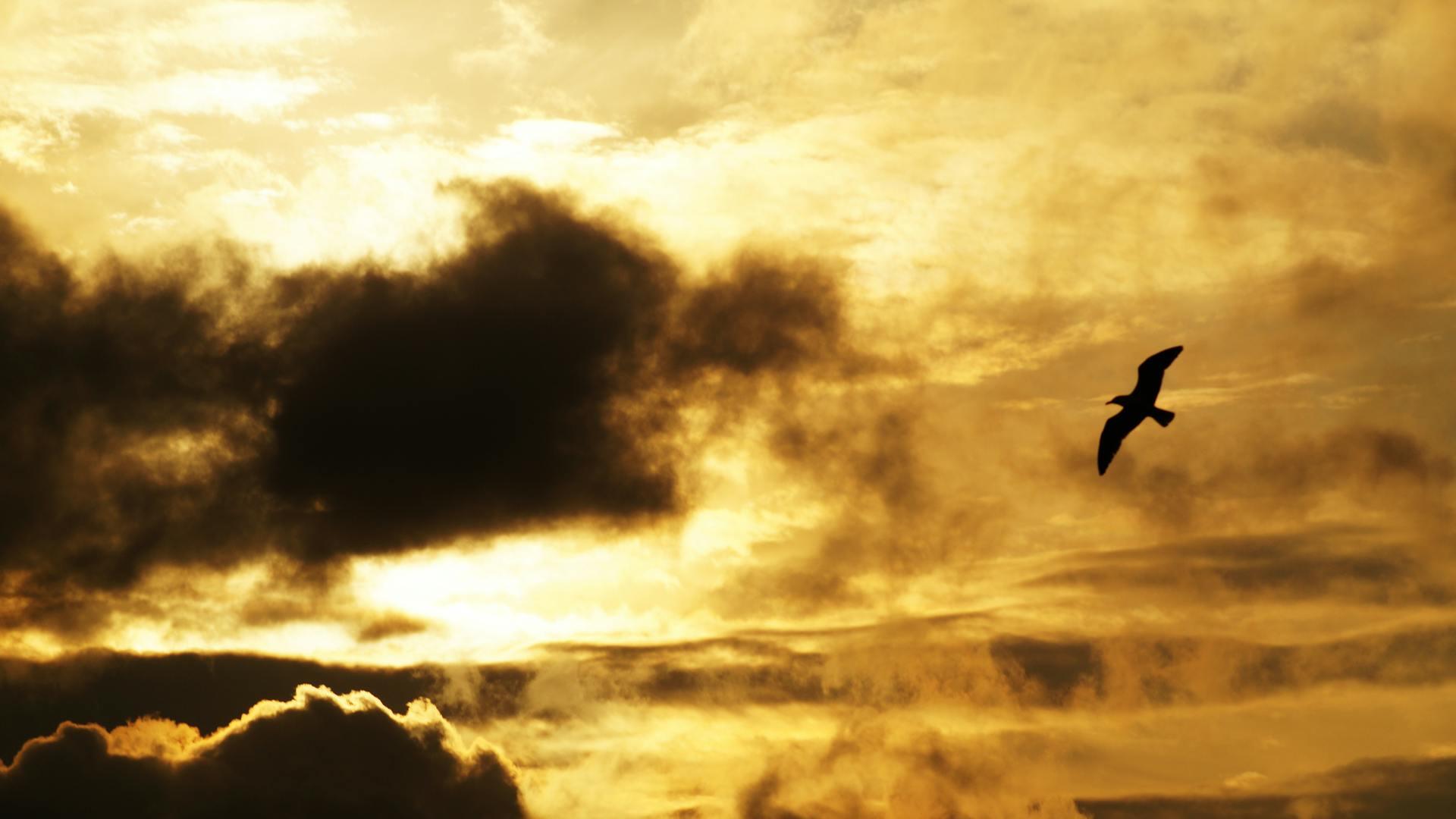 Gold near 2wk highs amid growing dovish Fed bets