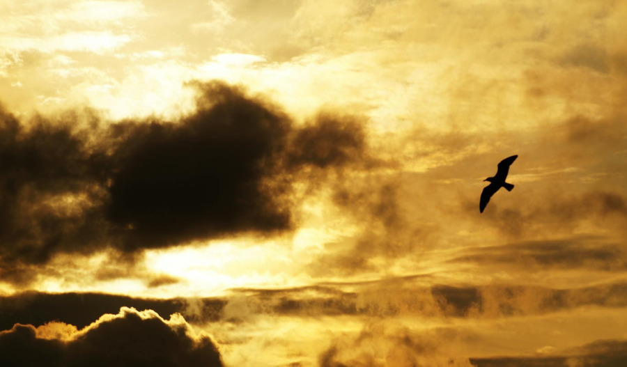 Gold near 2wk highs amid growing dovish Fed bets