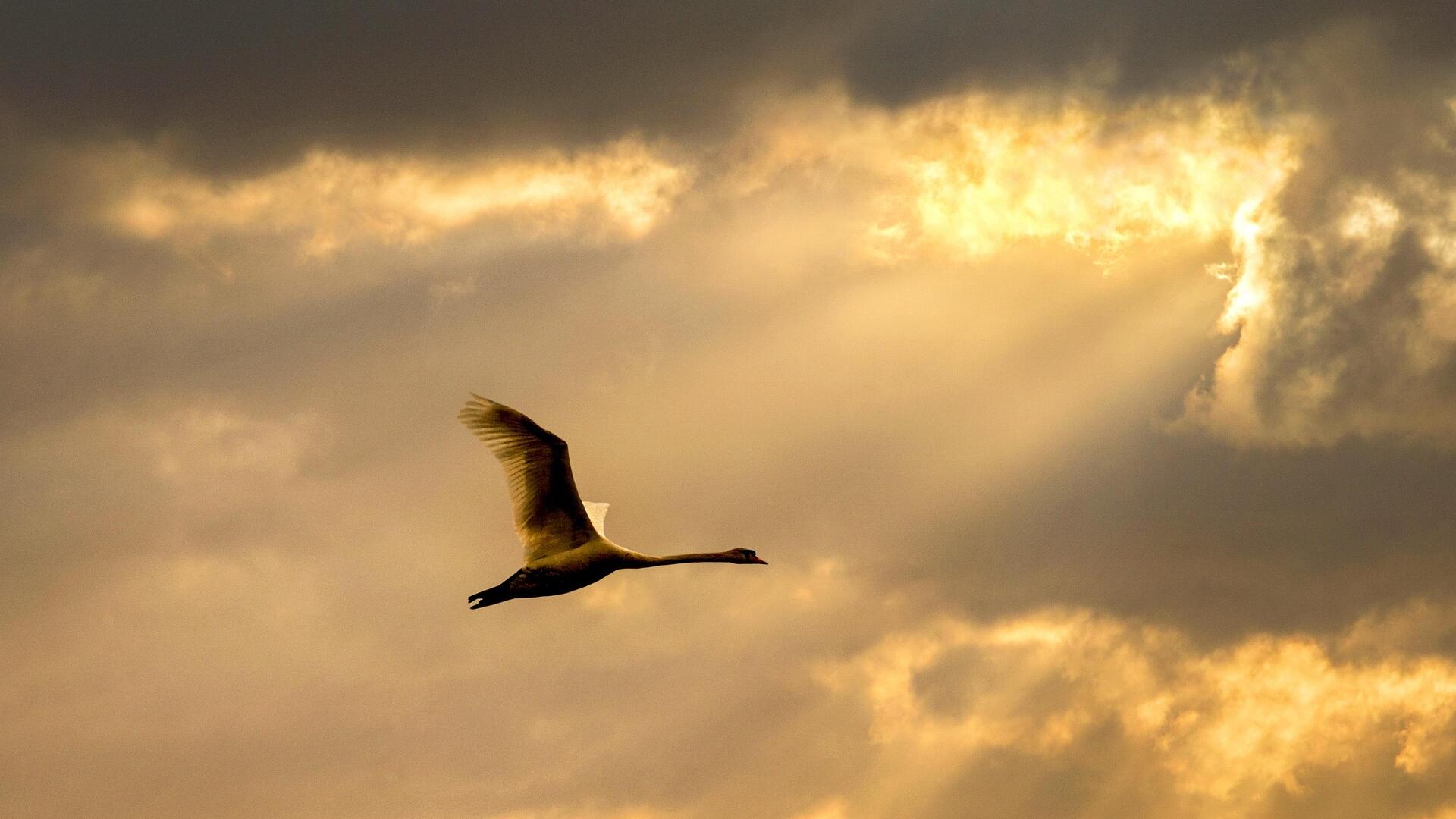 Credit: Adrian Campfield / Pixabay