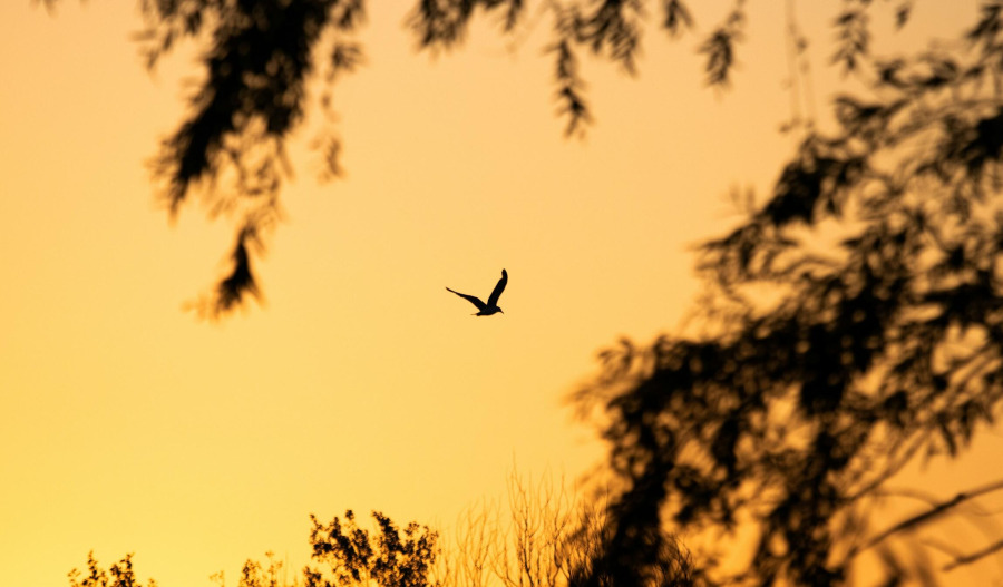 Gold looks to retest US$4,250 ahead of US data