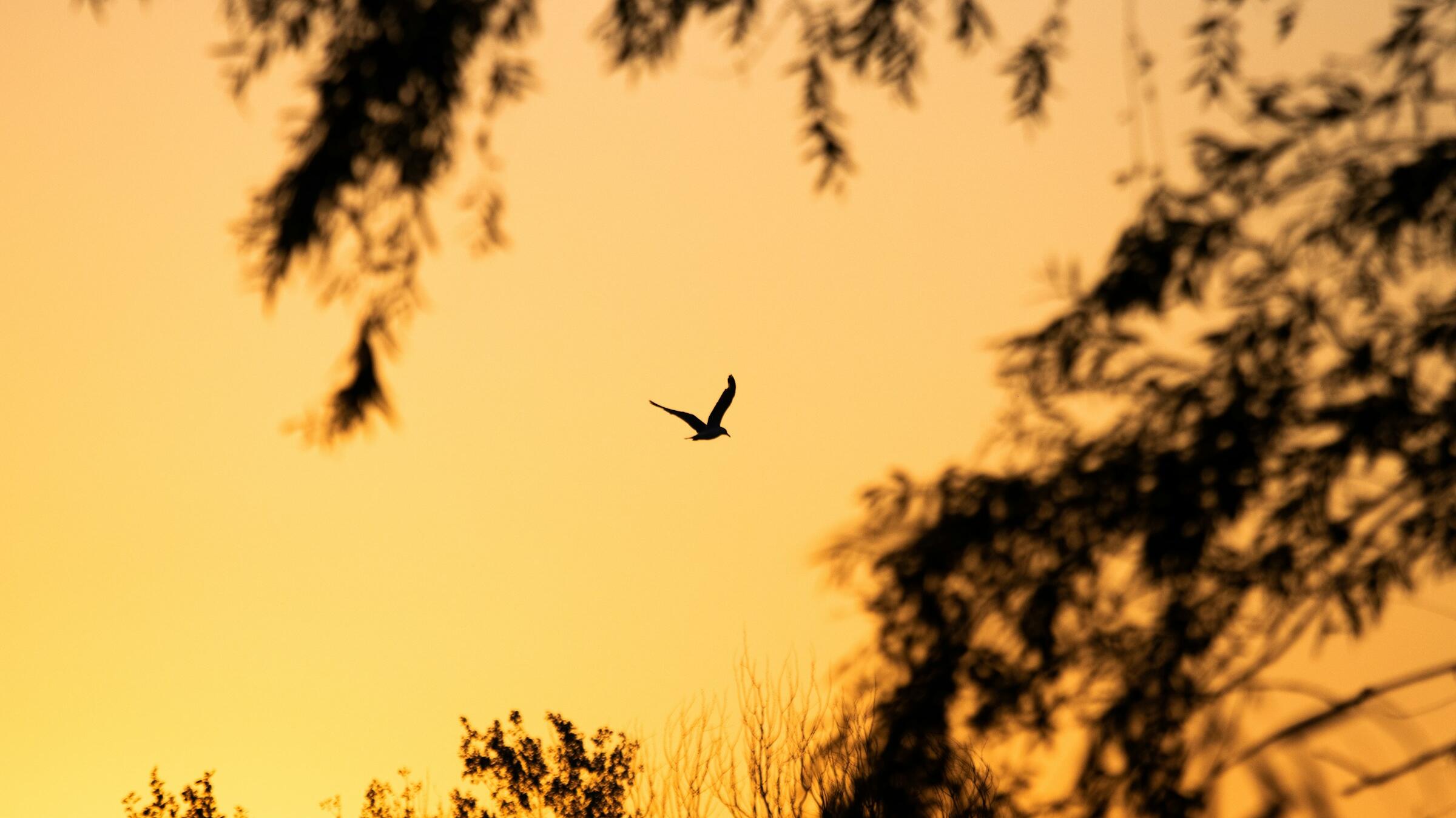 Gold looks to retest US$4,250 ahead of US data