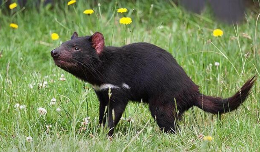 AFL hails approval of stadium for new Tasmanian team