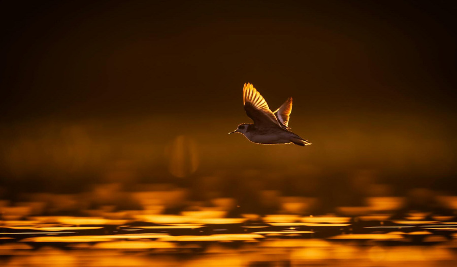 Gold holds near US$4,200 markets await PCE data