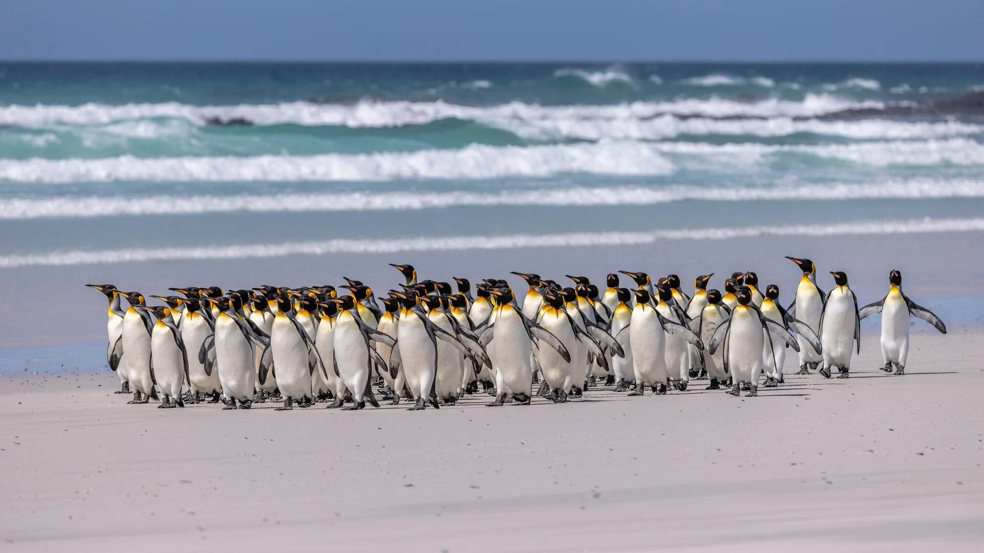 Antarctica and Falklands Expedition Southbound