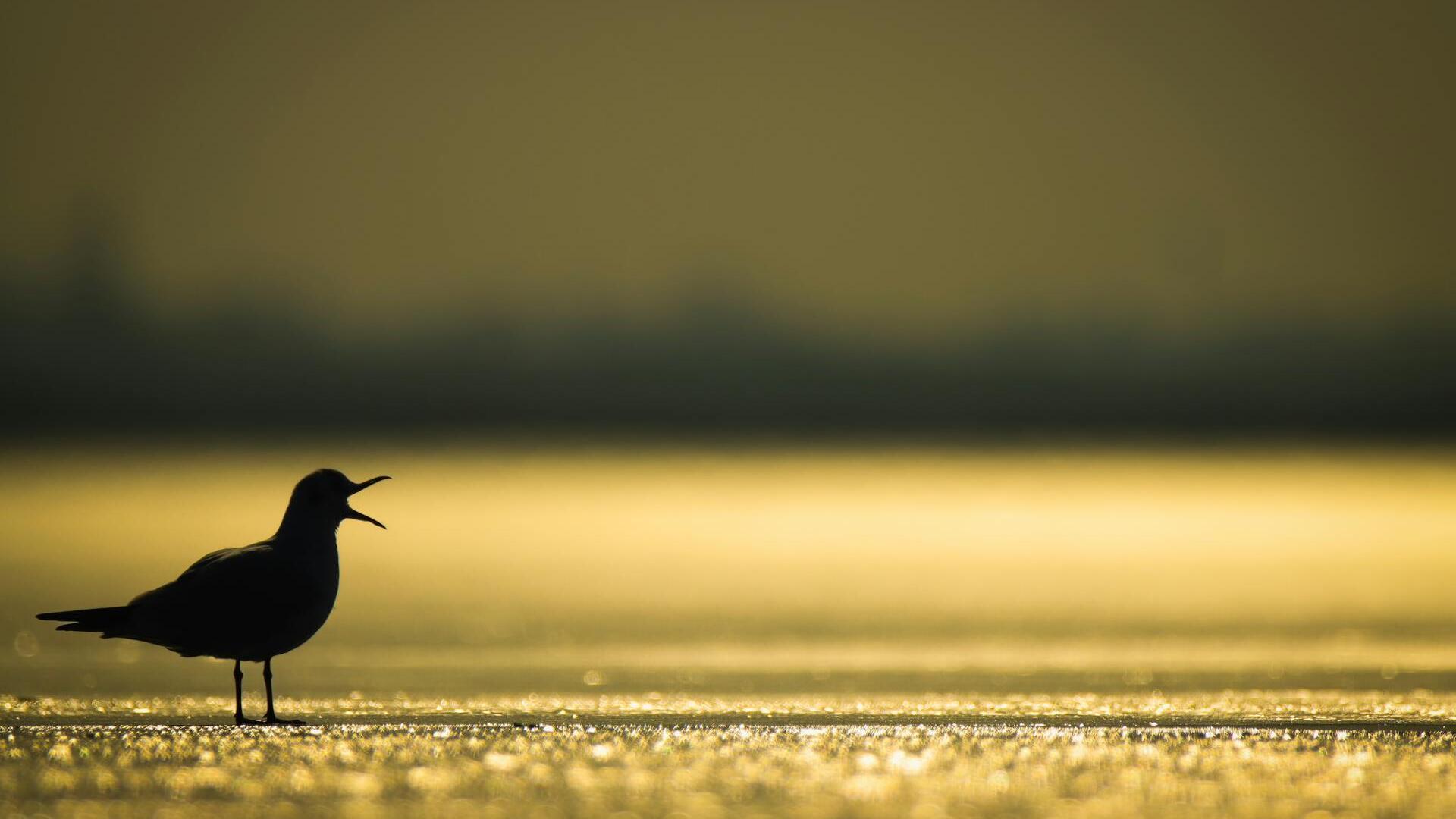 Gold trades steady; Fed, JOLTs job data in focus