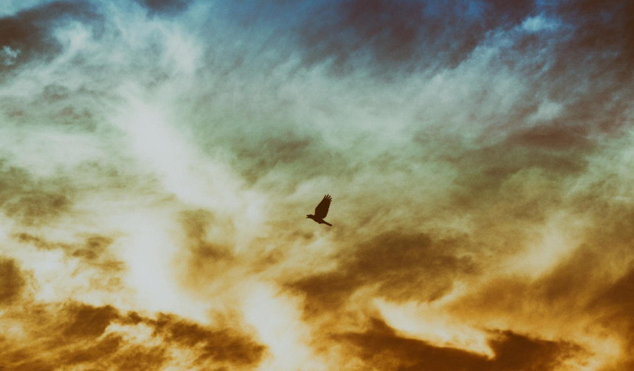 Gold at 7wk high on Fed cut bets; silver at record