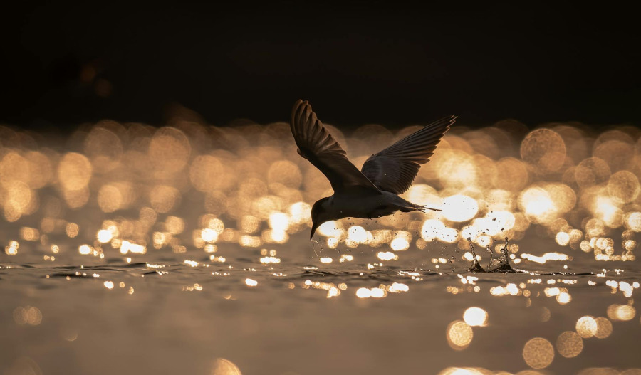 Gold slips from record highs despite softer US inflation