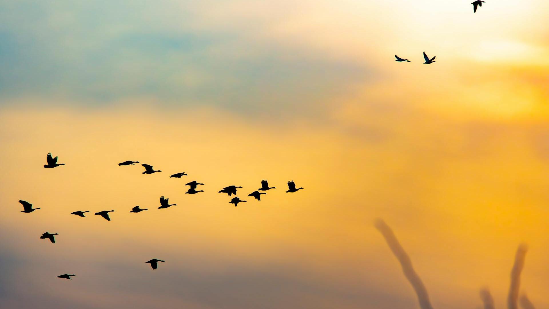 Gold stabilises after precious metals pull back