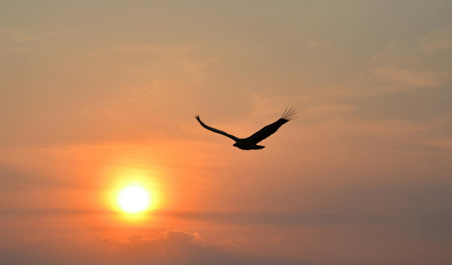 Gold climbs above US$4,950 to fresh record