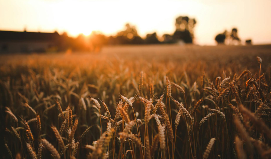 Trading floor: Graincorp, Estrella Res, Brightstar slide