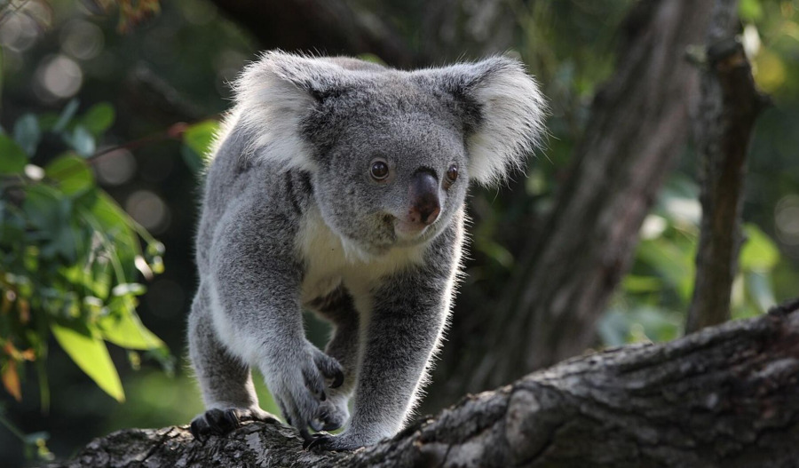 Strong start tipped for ASX ahead of RBA decision