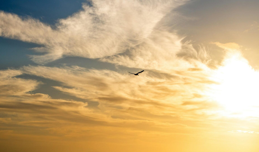 Gold rebounds as US dollar rally cools