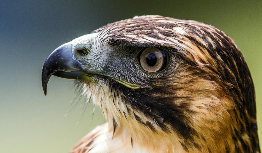 Not all A-REITs are equals amid RBA's hawkish turn