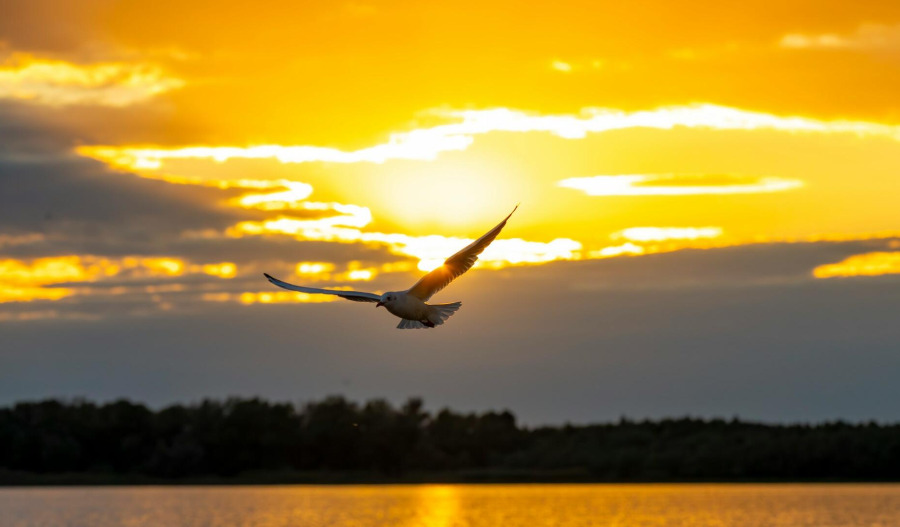 Gold tops US$5,000 as safe haven demand returns