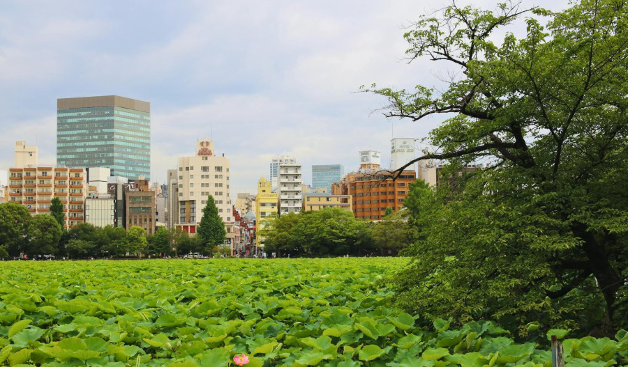 APAC climbs; Nikkei 225 hits record after Takaichi win