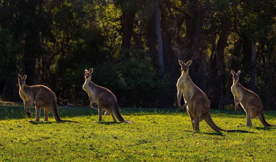 ASX profits to surge amid threatening dollar rise